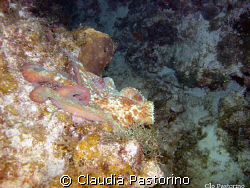Could you see an octopus here? by Claudia Pastorino 